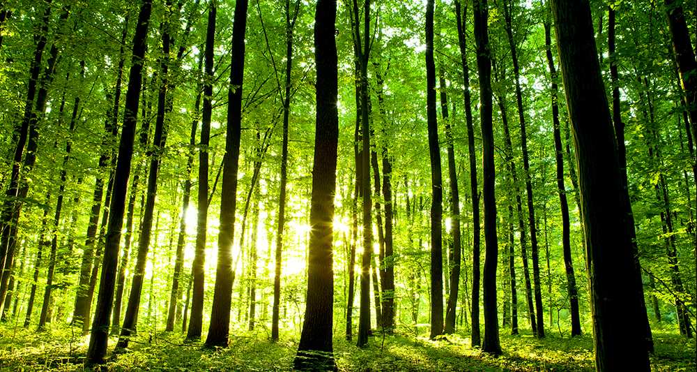 1208963_placements-de-diversification-la-foret-a-toujours-la-cote-web-tete-021788302643